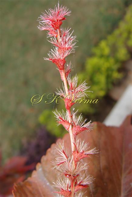  Female Inflorescence